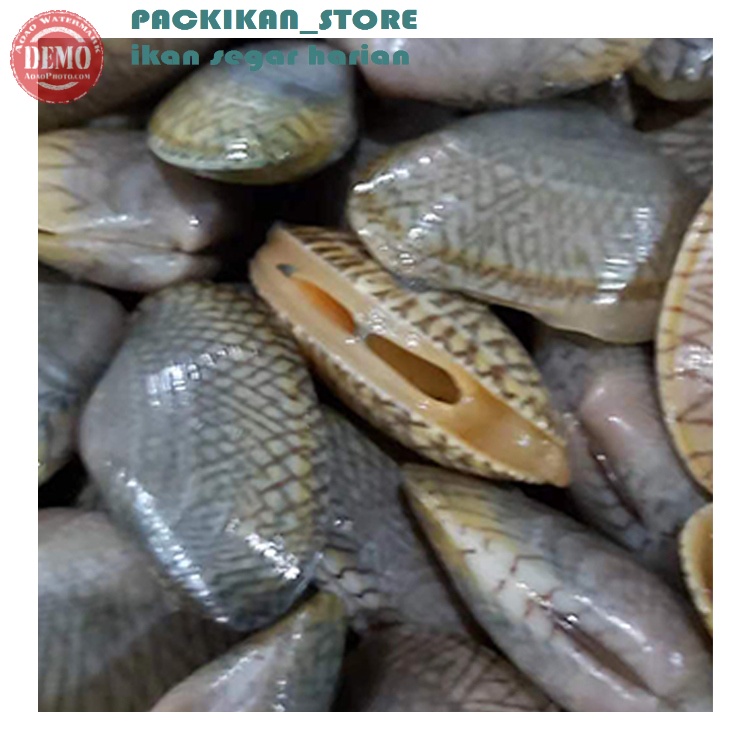 

Kerang Batik / Kerang Segar Fresh Bergaransi