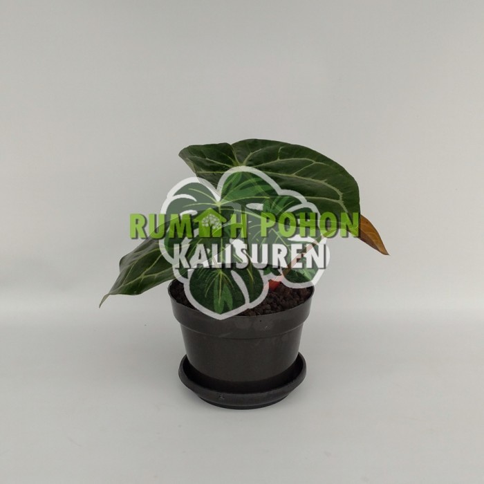 TANAMAN HIAS ANTHURIUM MAGNIFICUM - KUPING GAJAH BATANG KOTAK