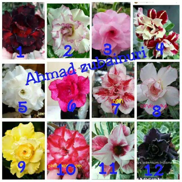 Bibit Bunga Kamboja Jepang