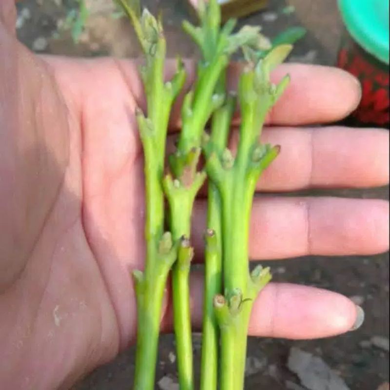 entres alpukat miki, russel, yellow vietnam ,red vietnam, markus,hawaii,hass,yamagata