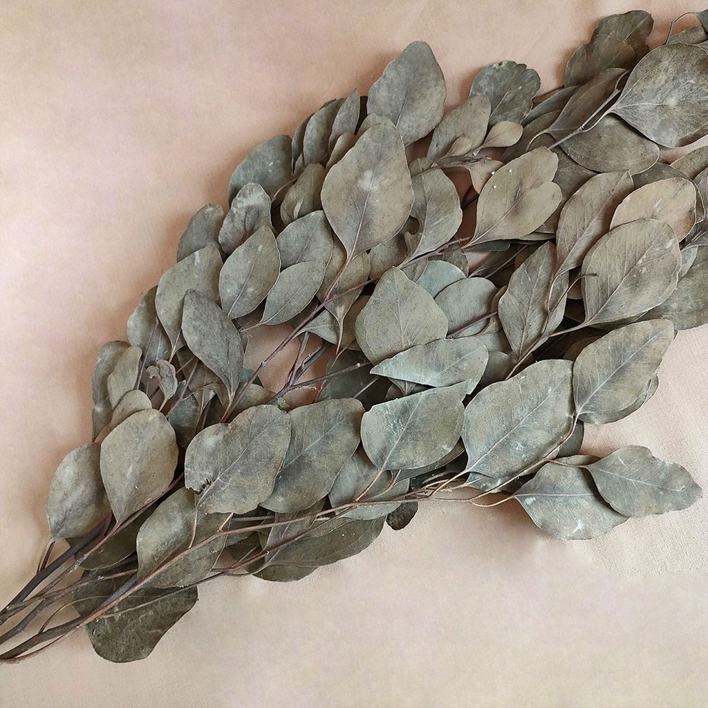 Dried Circle Eucalyptus Leaf Daun Kering Hijau Asli Import Dekorasi Rumah Hiasan Pajangan