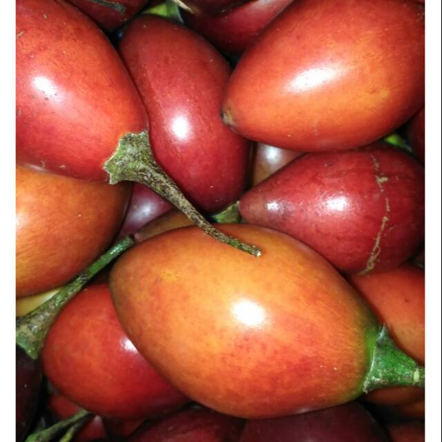

Terong Belanda / Tiung 1 kg