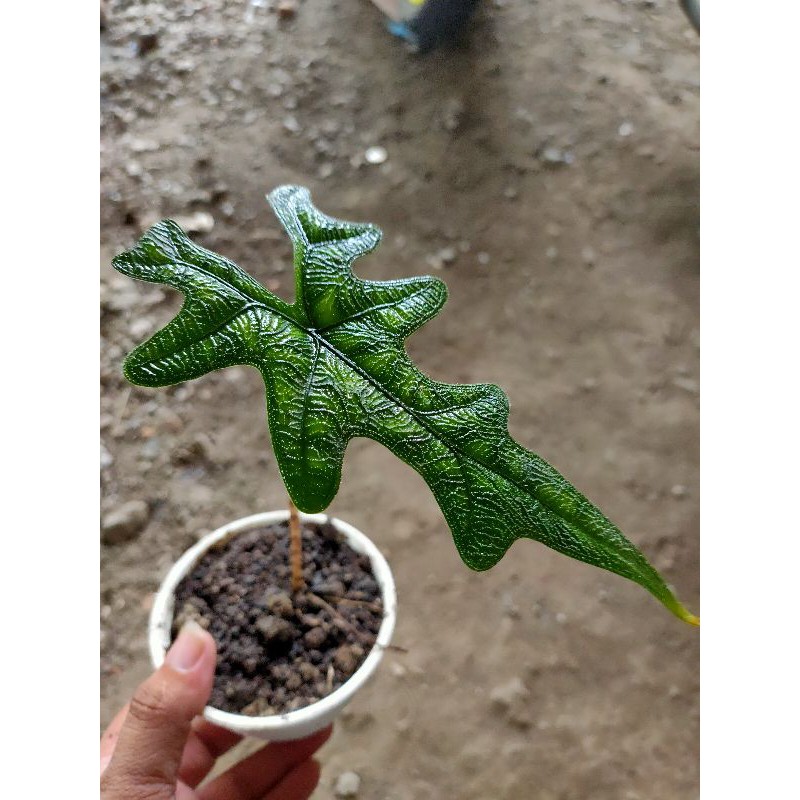 alocasia Jacklyn SP Sulawesi rawatan