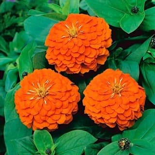 Haira Seed Bibit-BIji Bunga Zinnia Orange King