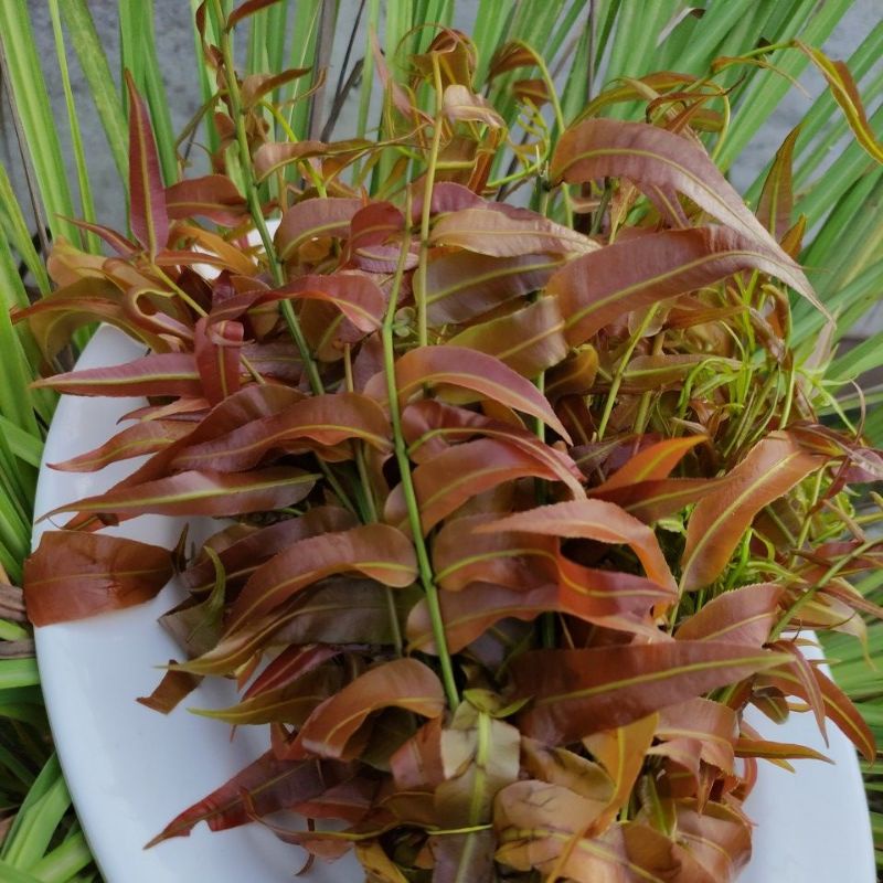 

Kelakai Merah Segar Asli Kalimantan