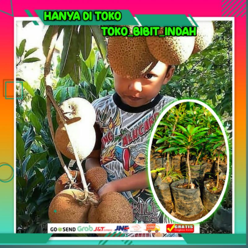 TERBARU bibit sawo jumbo okulasi cepat berbuah terlaris (COD) HARGA HANCUR