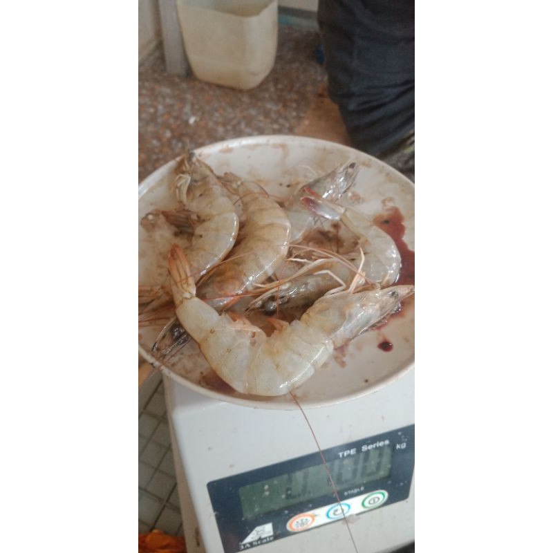 

Udang paname ukuran sedang 500gr