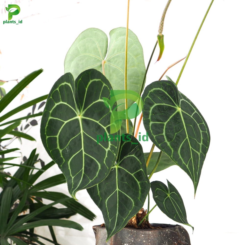 Anthurium Clarinervium Czarnolistne / Kuping gajah tarantula pagoda anthurium clarinervium Tarantula