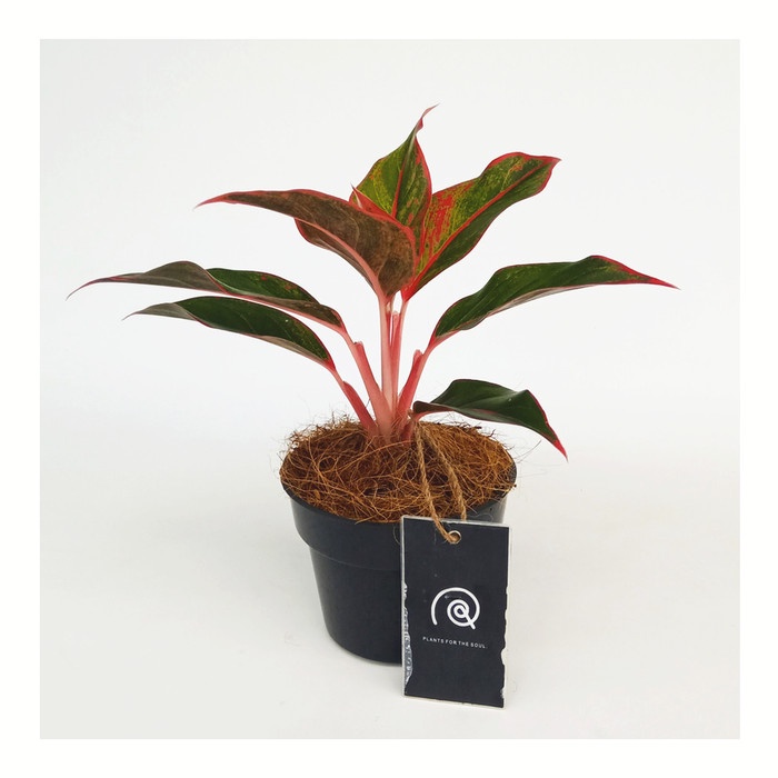 tanaman-bibit-benih- aglaonema siam aurora 'lipstick' - tanaman hias aglonema lipstik -benih-bibit-