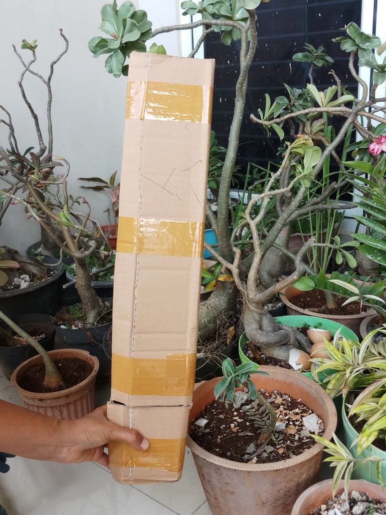 Bibit Jambu Kristal Udah Berbunga