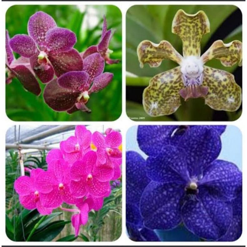 Seedling Vanda