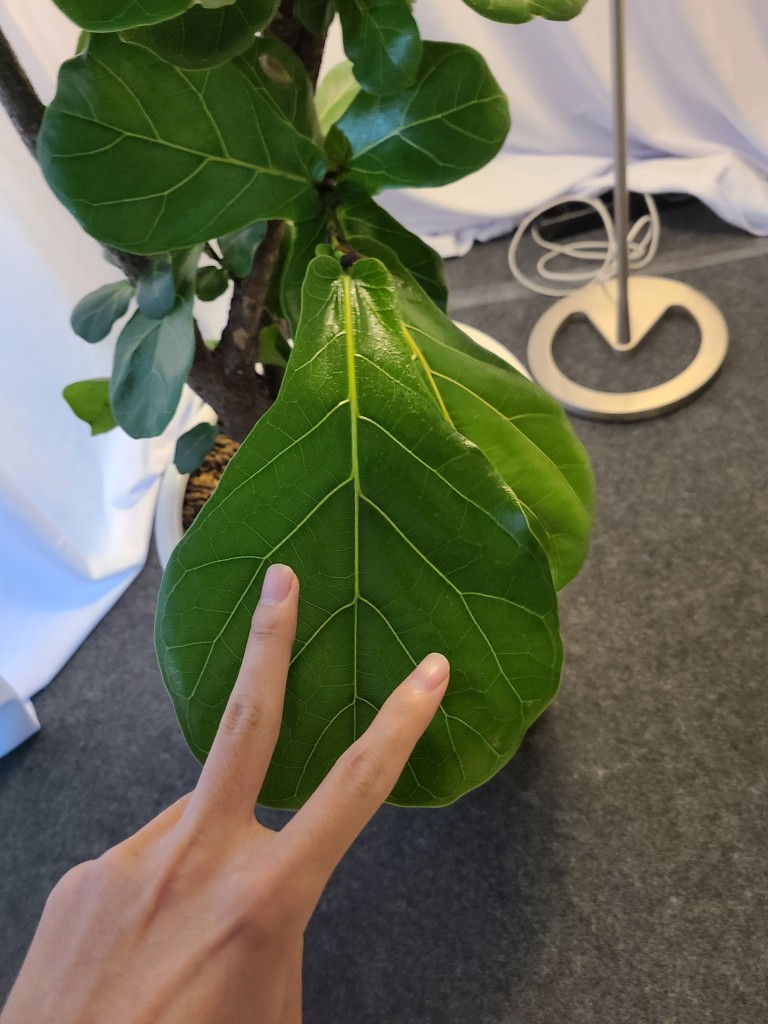 Copel Sepasang  Atasan Batik Wanita Motif Sogan Seragam Batik Baju Batik Wanita