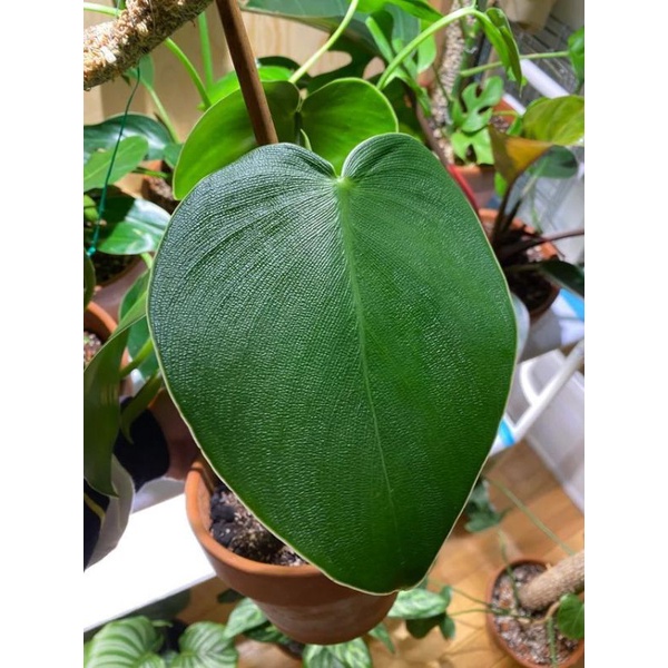 tanaman hias philodendron rugosum|pigskin