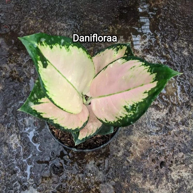 Aglonema Anakan Monalisa White