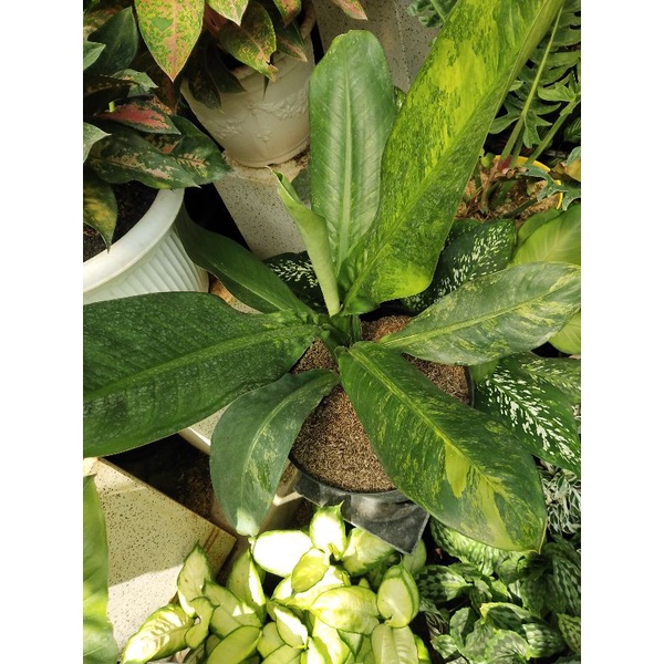 Difen Panglima Varigata kode ST. tanaman taman indoor dan outdoor