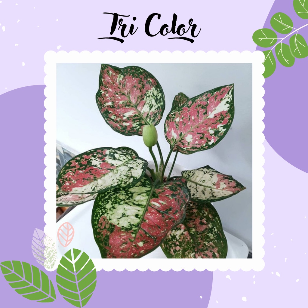 Tanaman Hias Bunga Aglaonema Murah Aglonema Tri Colour Anakan Remaja Bibit