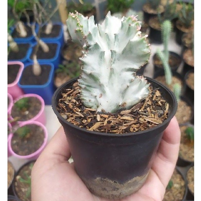 euphorbia lactea white ghost