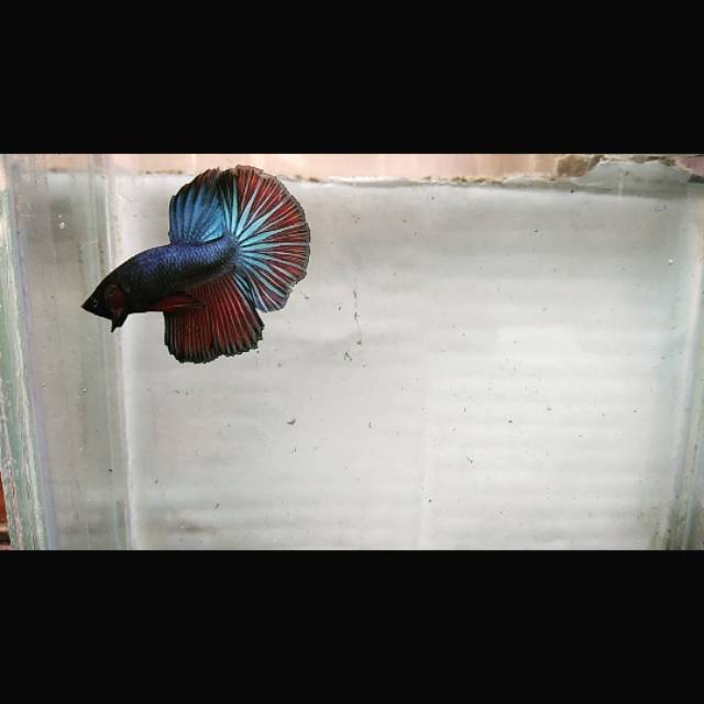 Halfmoon ikan cupang HM jantan