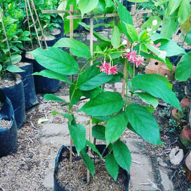 melati belanda bunga tumpuk