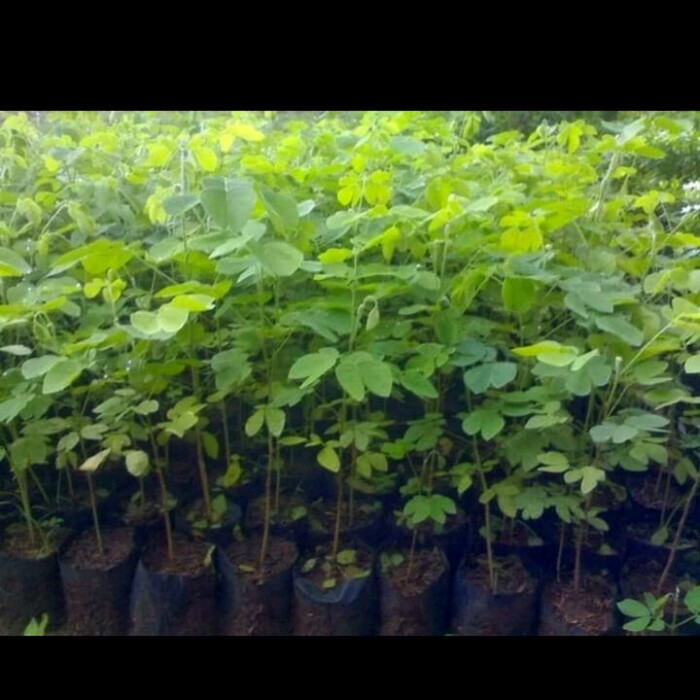tanaman hias trembesi - pohon trembesi