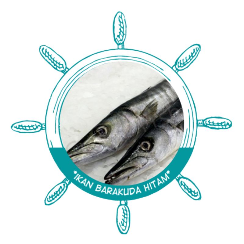

Ikan barakuda sega | ikan barakuda fresh | ikan barakuda murah | ikan barakuda surabaya