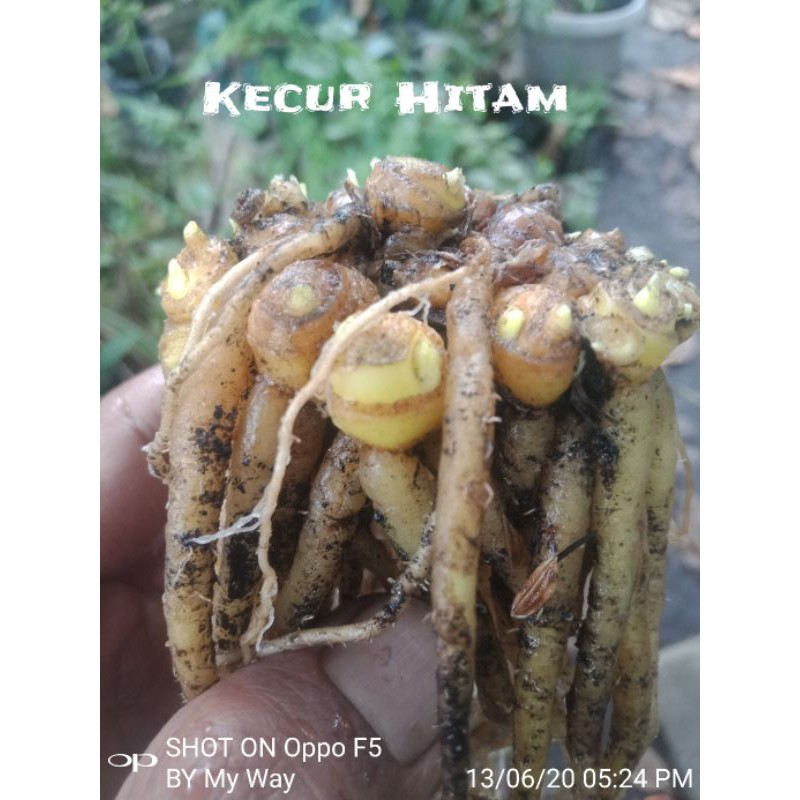 rimpang kencur hitam.