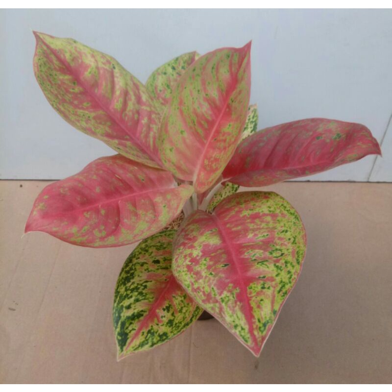 Aglaonema Mahasety