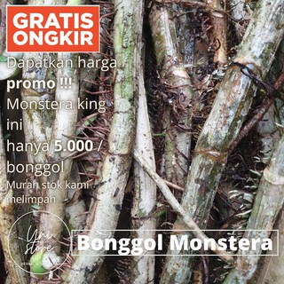 BONGGOL MONSTERA KING / JUMBO / SOBEK SOBEK LANGKA JANDA