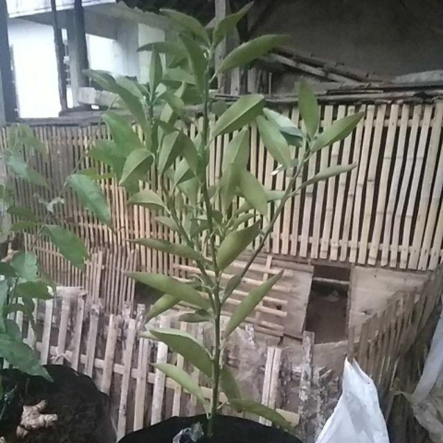 Bibit Jeruk Nagami