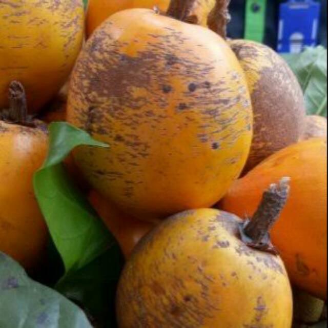 Buah alkesah - Sawo mentega / Alkesah