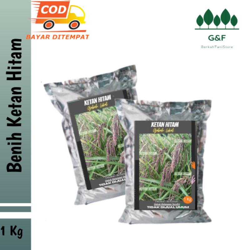 Benih Padi Ketan Hitam Gabah 1 Kg Promo