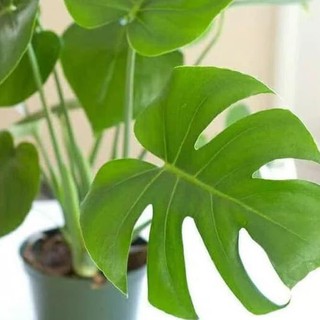 G3P Tanaman Hias Monstera Bibit Tanaman Hias Pot G3P Tanaman Hias Monstera Bibit Tanaman Hias Pot