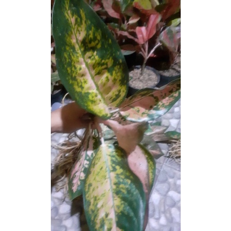 aglaonema kochin kuning dan hybrid