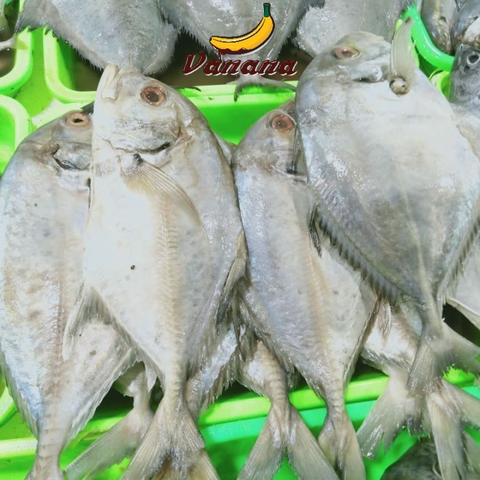 

Ikan kue 1kg (1000g)
