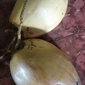 

kelapa kopyor kab. pati size L utuh