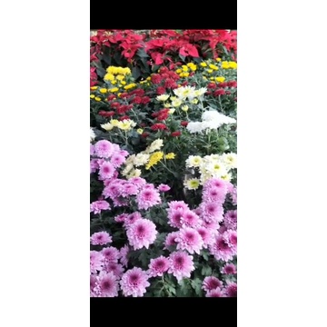 BUNGA KRISAN Hidup Tanaman  HIAS