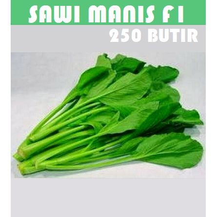 Bibit Benih Biji Pakchoy Pakchoi Green White Sawi Daging Bok choy Bokchoi Pokcoy Pokcay-Sawi Manis 250 butir