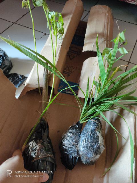 Bibit Bawang Dayak Bawang Seberang Tanaman Herbal