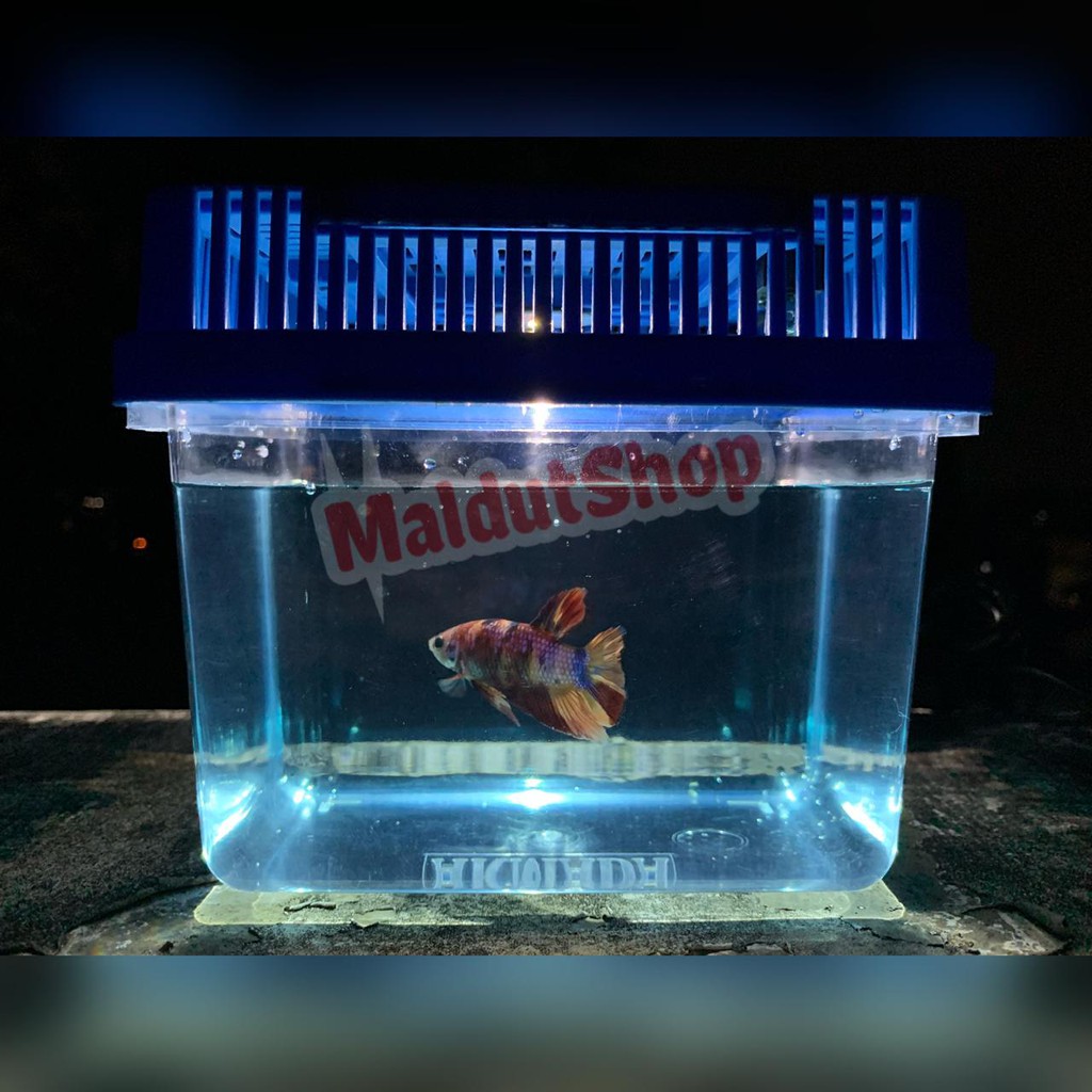 AQUARIUM AKRILIK LED 3W CUPANG IKAN HIAS KURA UKURAN S  AKUARIUM LAMPU PETHOME LAMPU KECIaDAFSADSGTH