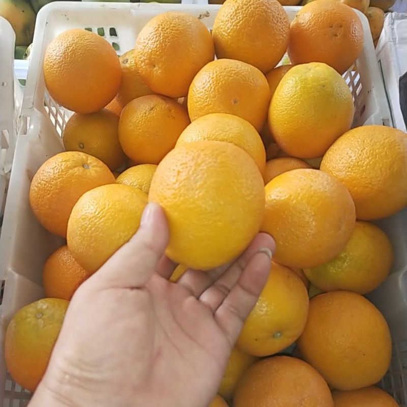 

JERUK SANGKIS per 1 kg