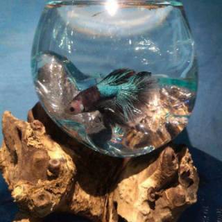 AQUARIUM AQUARIUM SIZE L AQUARIUM ALAS KAYU ETNIC AQUARIUM AQUARIUM SIZE L AQUARIUM ALAS KAYU ETNIC