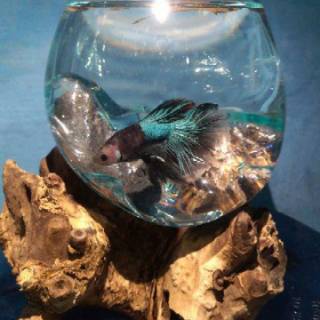 AQUARIUM AQUARIUM SIZE L AQUARIUM ALAS KAYU ETNIC 