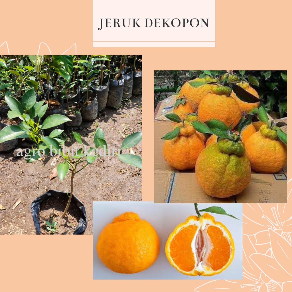 Bibit Buah Jeruk Dekopon/Jeruk Jepang Okulasi