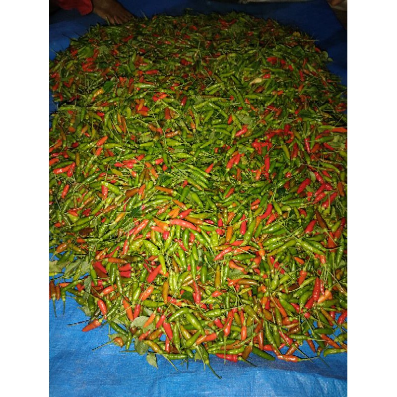 

cabe rawit super pedas per 1kg