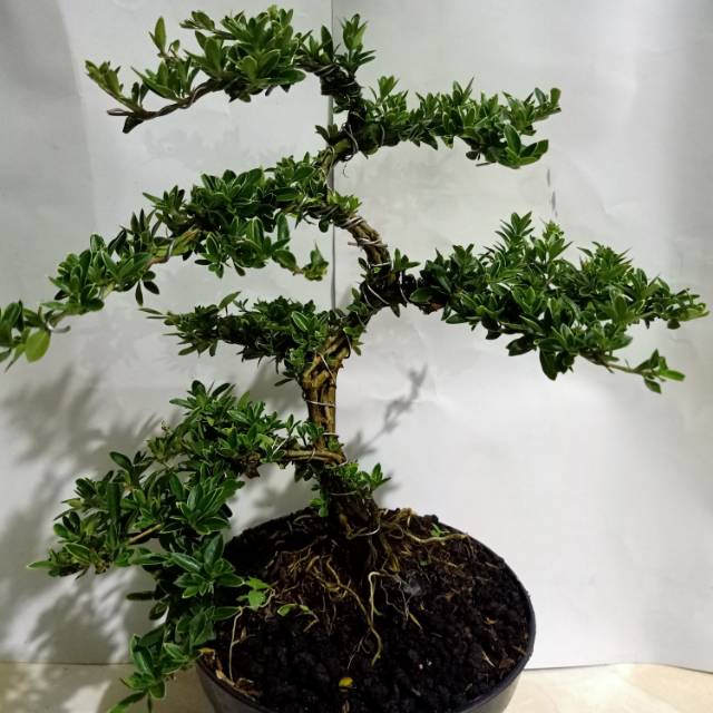 Bonsai mirten - tanaman hias bonsai mirten vatigata