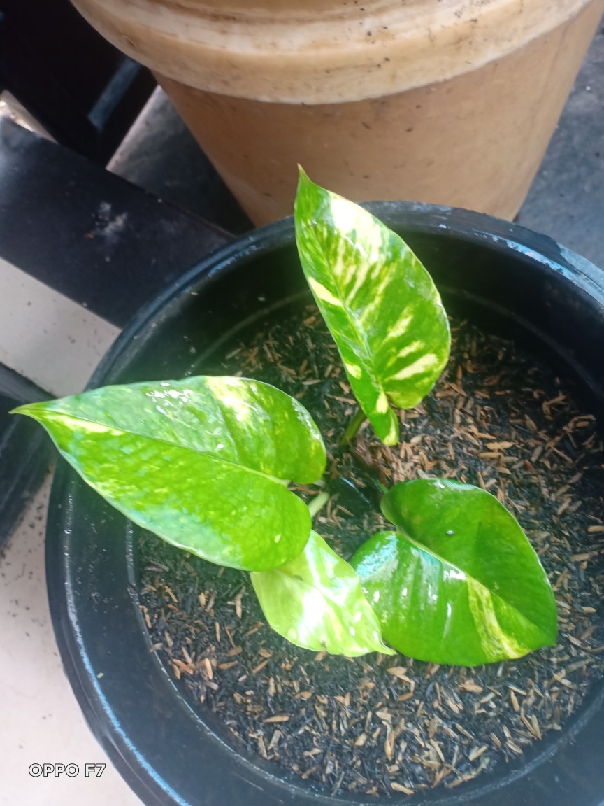 Sale ❗❗ Bibit Sirih Gading Jumbo