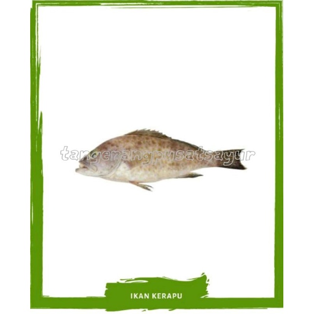 

Ikan Kerapu Segar 1 Kg
