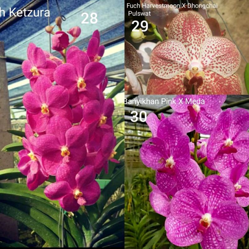 seedling vanda jumbo