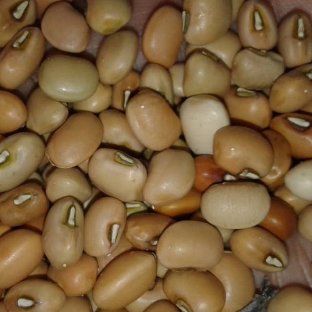 

Kacang Tolo / kacang Tunggak cokelat kwalitas unggul 500gr
