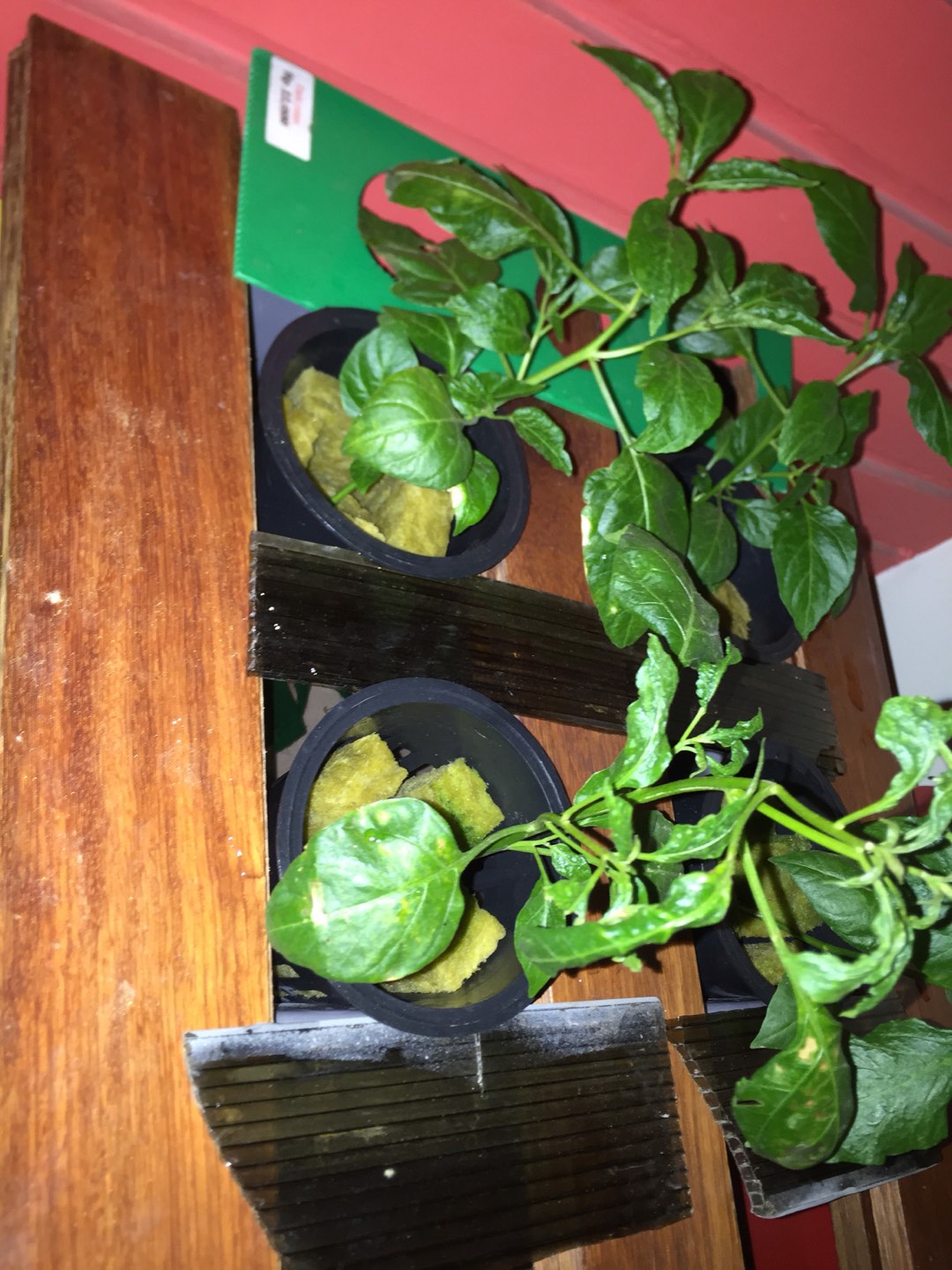 Netpot Hidroponik Merah 10cm / Net Pot Hidroponik Hitam 10cm / Netpot 10cm / Netpot Murah / Netpot